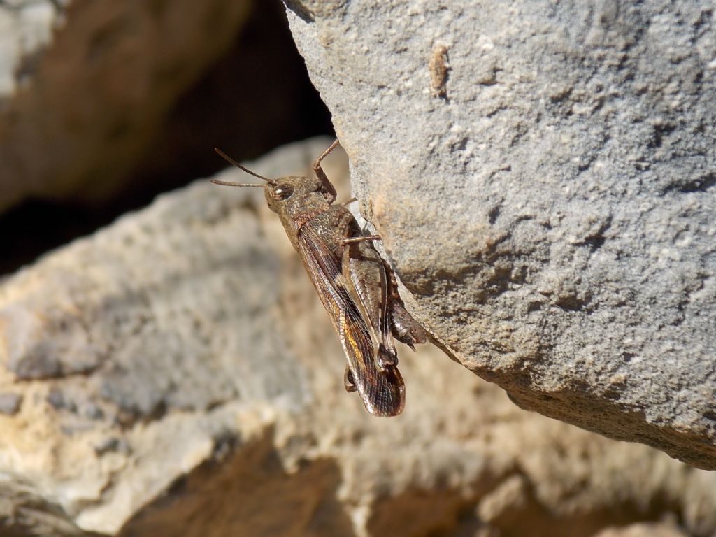 Aiolopus strepens (Acrididae)